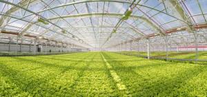 芝加哥打造出世界上最大的屋頂溫室，朝城市農場邁進
